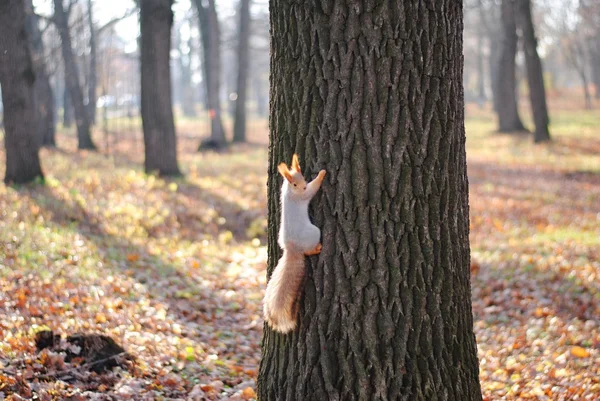 Белка. squirrel. — Stok fotoğraf