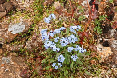 Taş Çölü'nde korun Bouquet