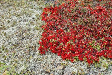 parlak noktalar, arctous Nehri'nin süslüyor.