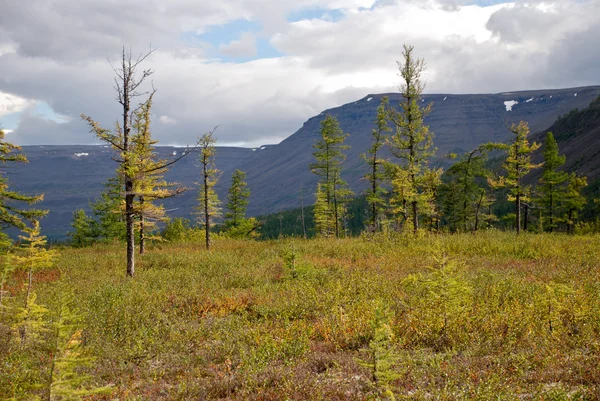 Rare larch in the tundra. — Stock Photo, Image