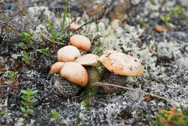 Os cogumelos na tundra . — Fotografia de Stock