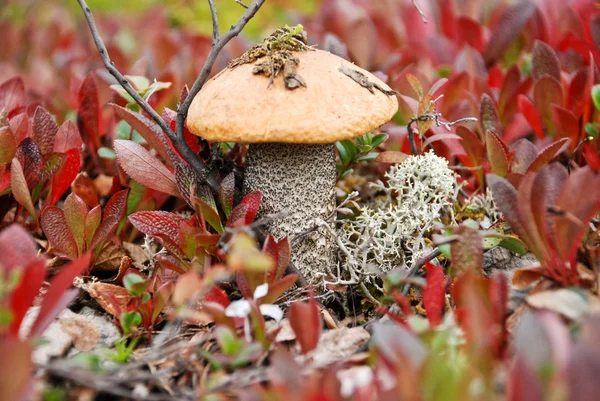 Tundra mantar. — Stok fotoğraf