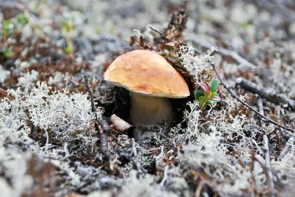 Les champignons dans la toundra . — Photo