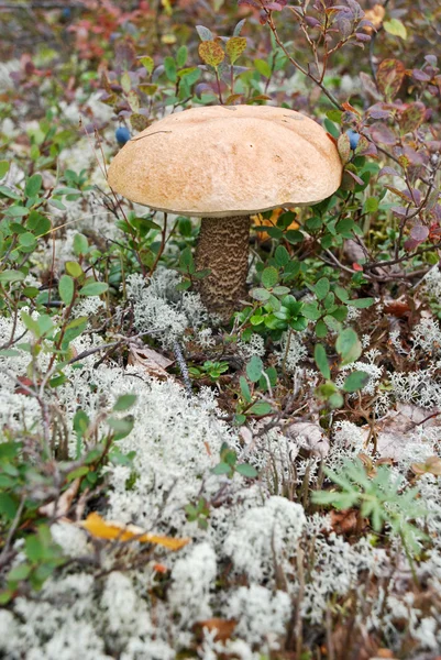 툰드라에 버섯. — 스톡 사진