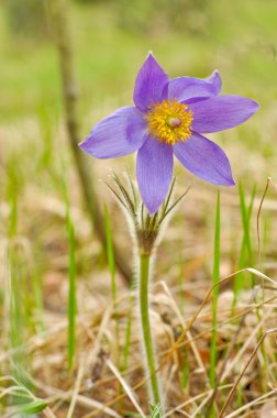 vahşi anemon - sırt ağrısı veya rüya otu.