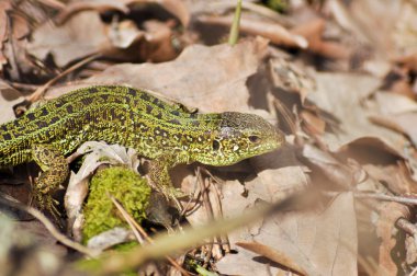Yeşil kertenkele (lacerta viridis).