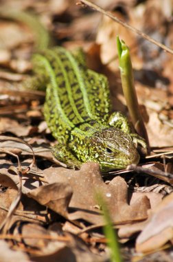 Yeşil kertenkele (lacerta viridis).