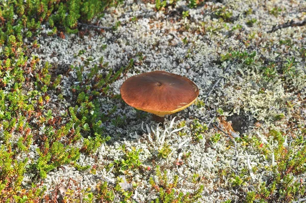 Cogumelos selvagens. — Fotografia de Stock