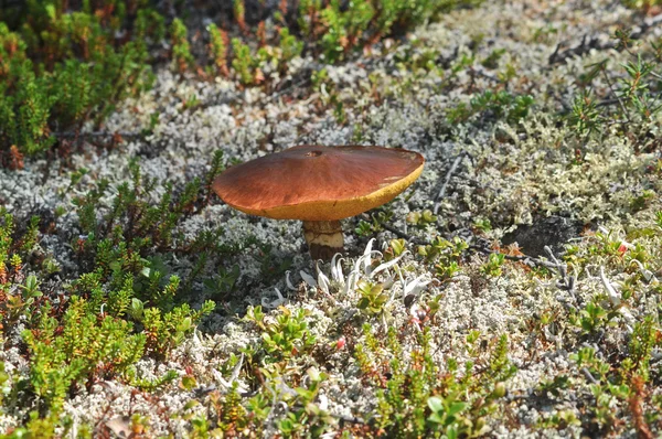 야생 버섯. — 스톡 사진