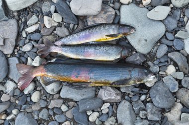 Sibirya Gölge balığı.