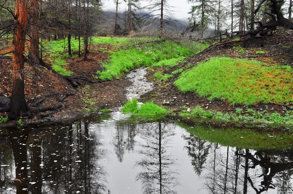 bir akarsu ile peyzaj.