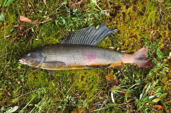 Siberian grayling. — Stock Photo, Image