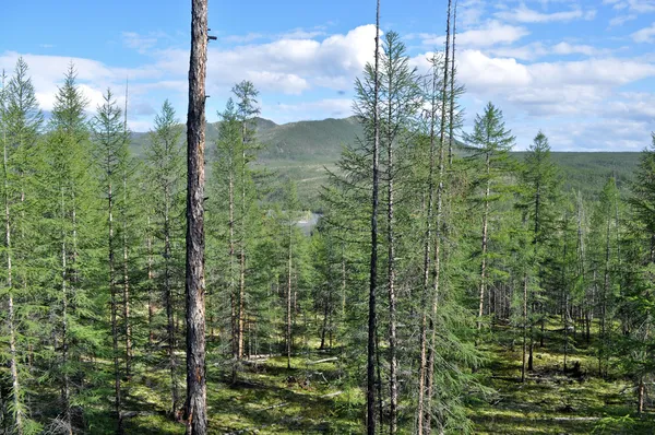 Karaçam Tayga Yakutya içinde.