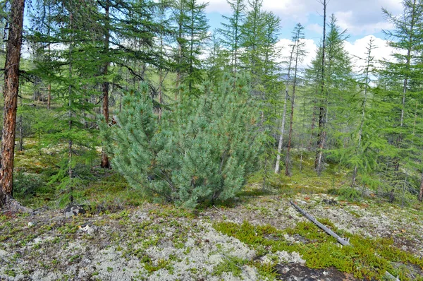 Siberian dwarf pine in deciduous taiga Yakutia. — Stock Photo, Image