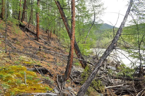 Rotsachtige afgrond in yakutia. — Stockfoto