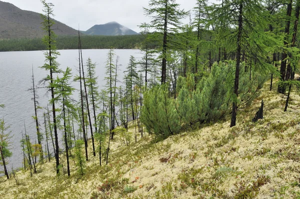 Moss costa do lago em um dia nublado em Yakutia . — Fotografia de Stock