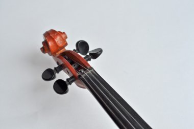 Grif violino.