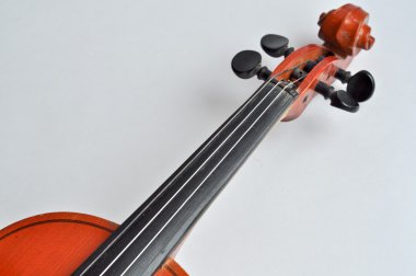 Grif violino.
