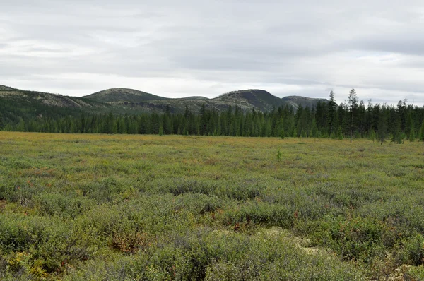 Landschaft jakutische Tundra — Stockfoto