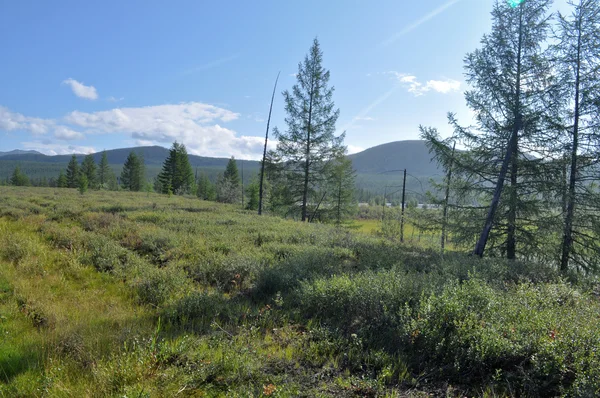 Paisagem Yakutian tundra — Fotografia de Stock