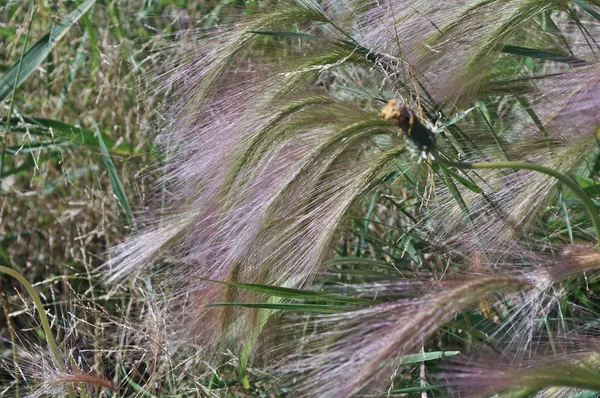 Les épis de céréales de maïs . — Photo