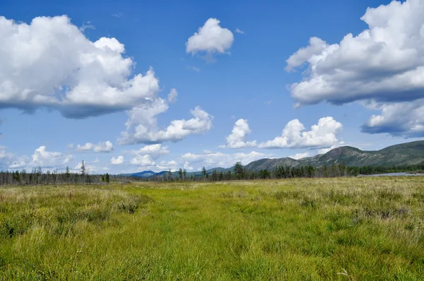 Bataklık düz mavi gökyüzünün altında.