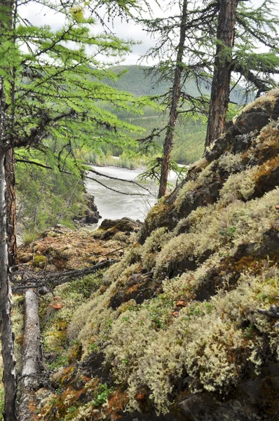 Kanjonen i floden berg i Jakutien. — Stockfoto