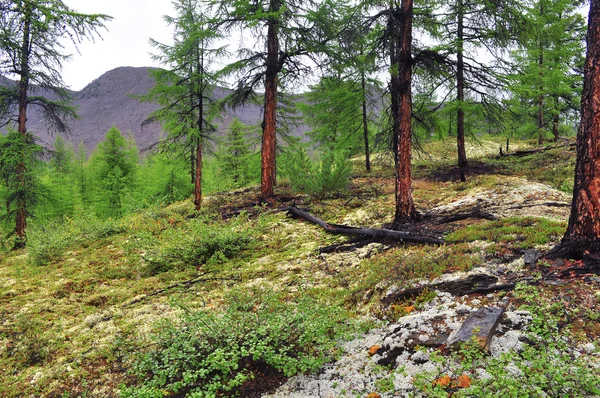 Karaçam Tayga Yakutya dağ bölgesinin.