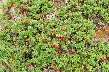 Tayga bitki topraklarında olgunlaşmış kızılcık.