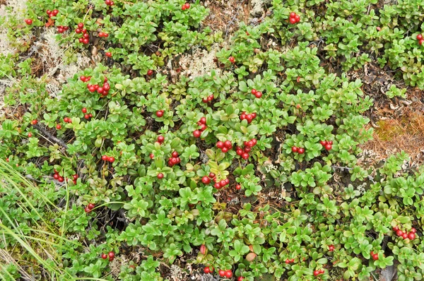 Taiga vegetation on soil, ripe cranberries. — Stock Photo, Image