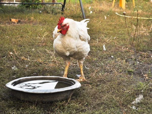 Kuře na dvoře. — Stock fotografie