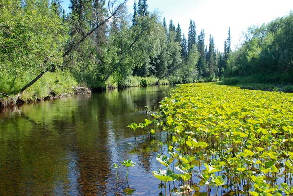 Река в лесах Республики Коми . — стоковое фото