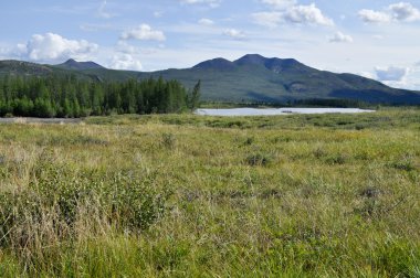 Bataklık düz mavi gökyüzünün altında.