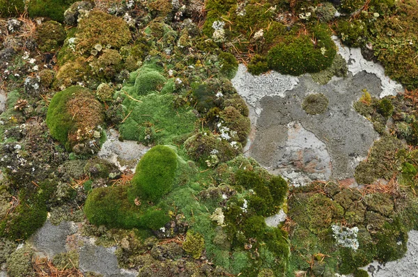 Steinbrech. spärliche Vegetation Jakutiens. — Stockfoto