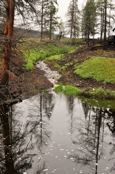 Landschaft mit einem Bach. — Stockfoto