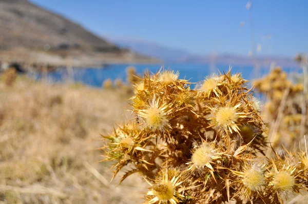 Dried burdock on the shore of the sea. — Stock Photo, Image