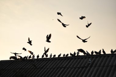 güvercinlerin gökyüzünde. 
