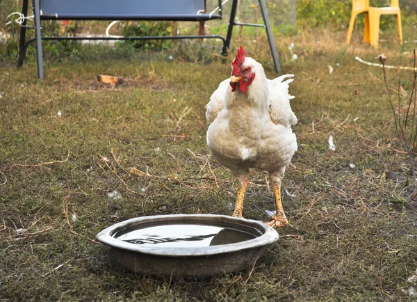 Kuře na dvoře. — Stock fotografie