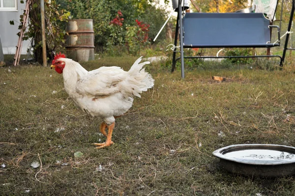 Курица во дворе. — стоковое фото