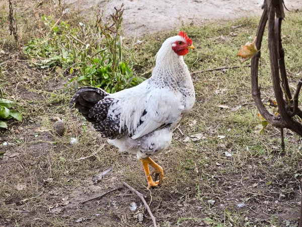 Hühner auf dem Hof. — Stockfoto