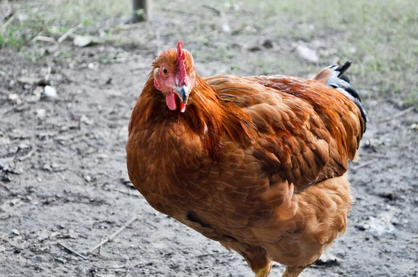 Chicken in the yard. — Stock Photo, Image