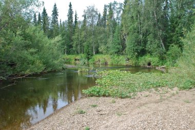 Sakin orman Nehri. 