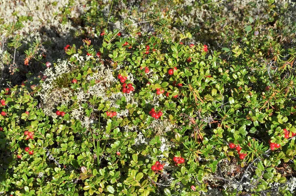 Aardbeien. — Stockfoto