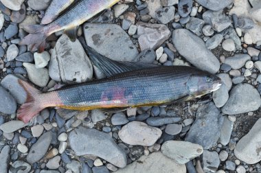 Sibirya Gölge balığı.