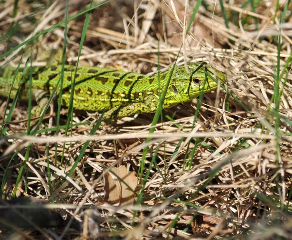 Lézard vert dans l'herbe sèche — Photo