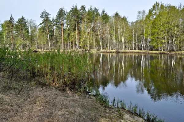 Річка тихим лісом у може. — стокове фото