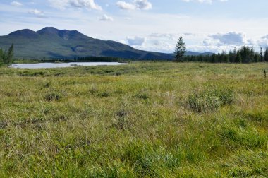 Bataklık düz mavi gökyüzünün altında.