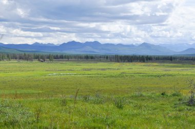 Bataklık düz mavi gökyüzünün altında.