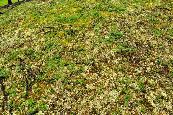 Saxifrage. Vegetazione sparsa di Yakutia . — Foto Stock