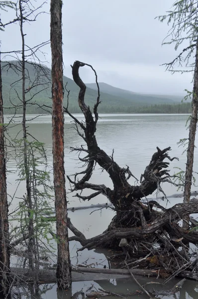 多云上的浮木阴郁的湖面景观 . — 图库照片